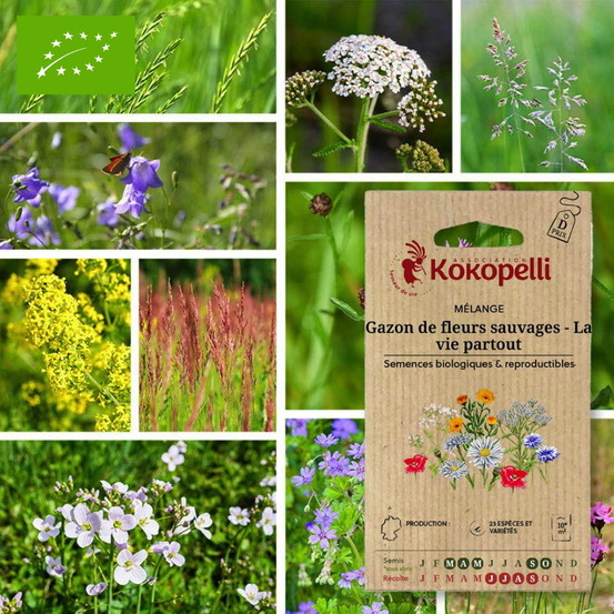 Mélange gazon de fleurs sauvaiges la vie partout- graines bio à semer