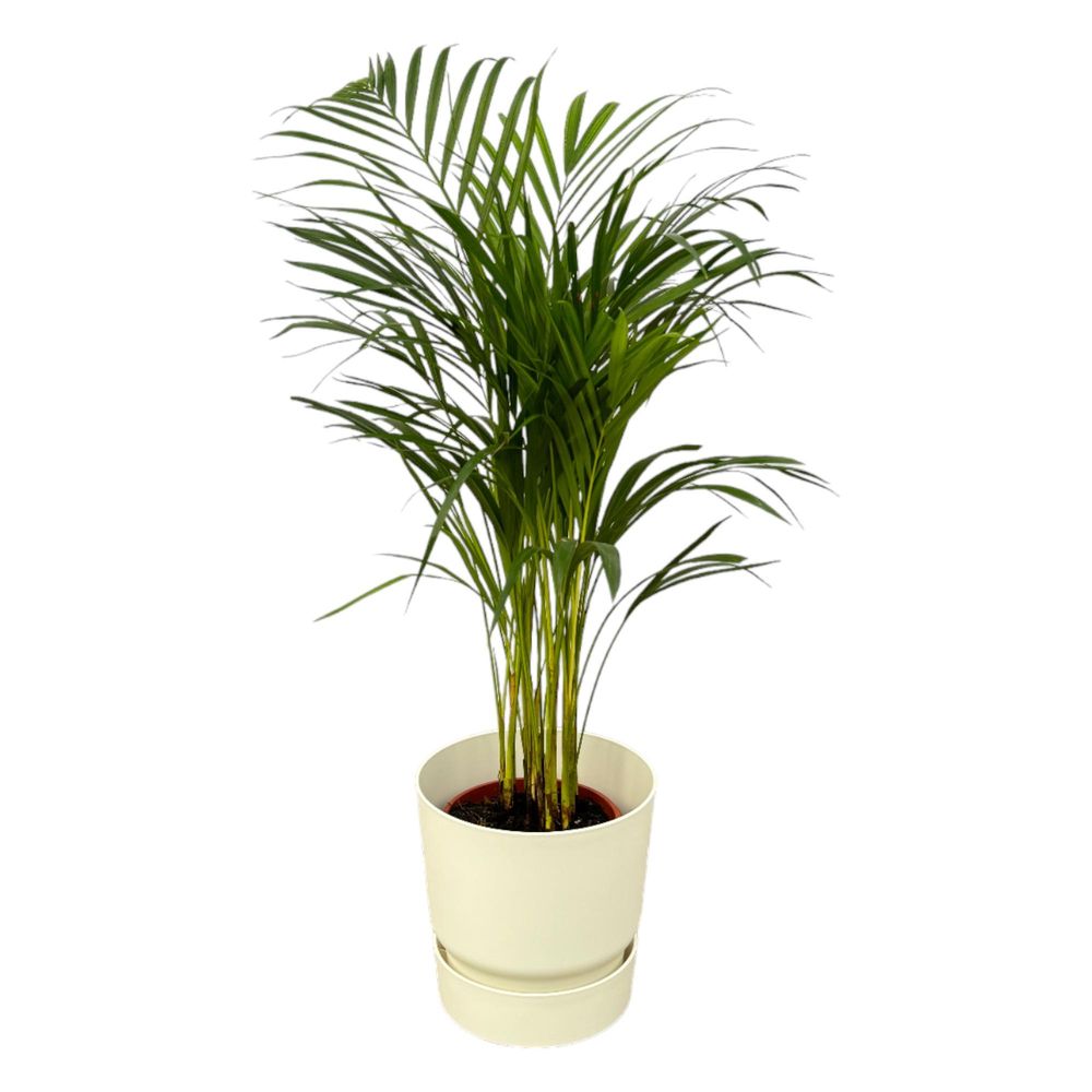 Palmier areca - plantes d'intérieur
