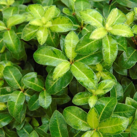 Pittosporum à petites feuilles 'golden ball' pot de 2l/3l