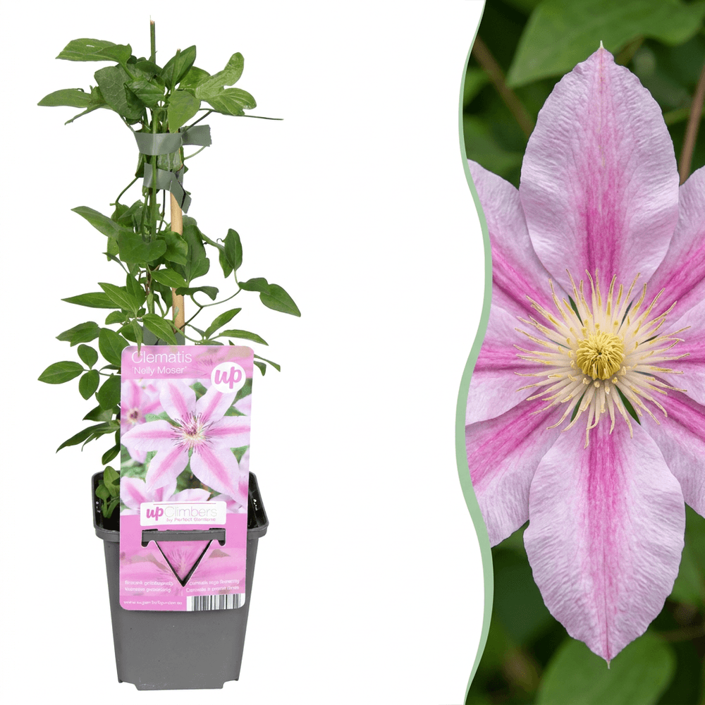 Clématite nelly moser - 4 plants - h 35 cm, pot ø9 cm