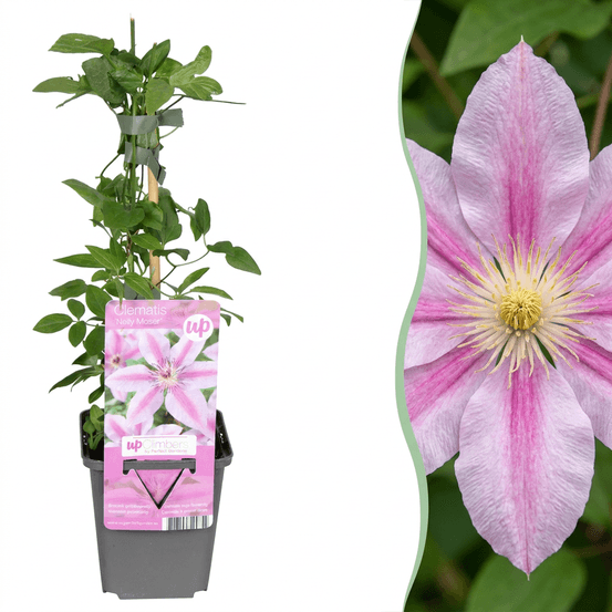 Clématite nelly moser - 4 plants - h 35 cm, pot ø9 cm
