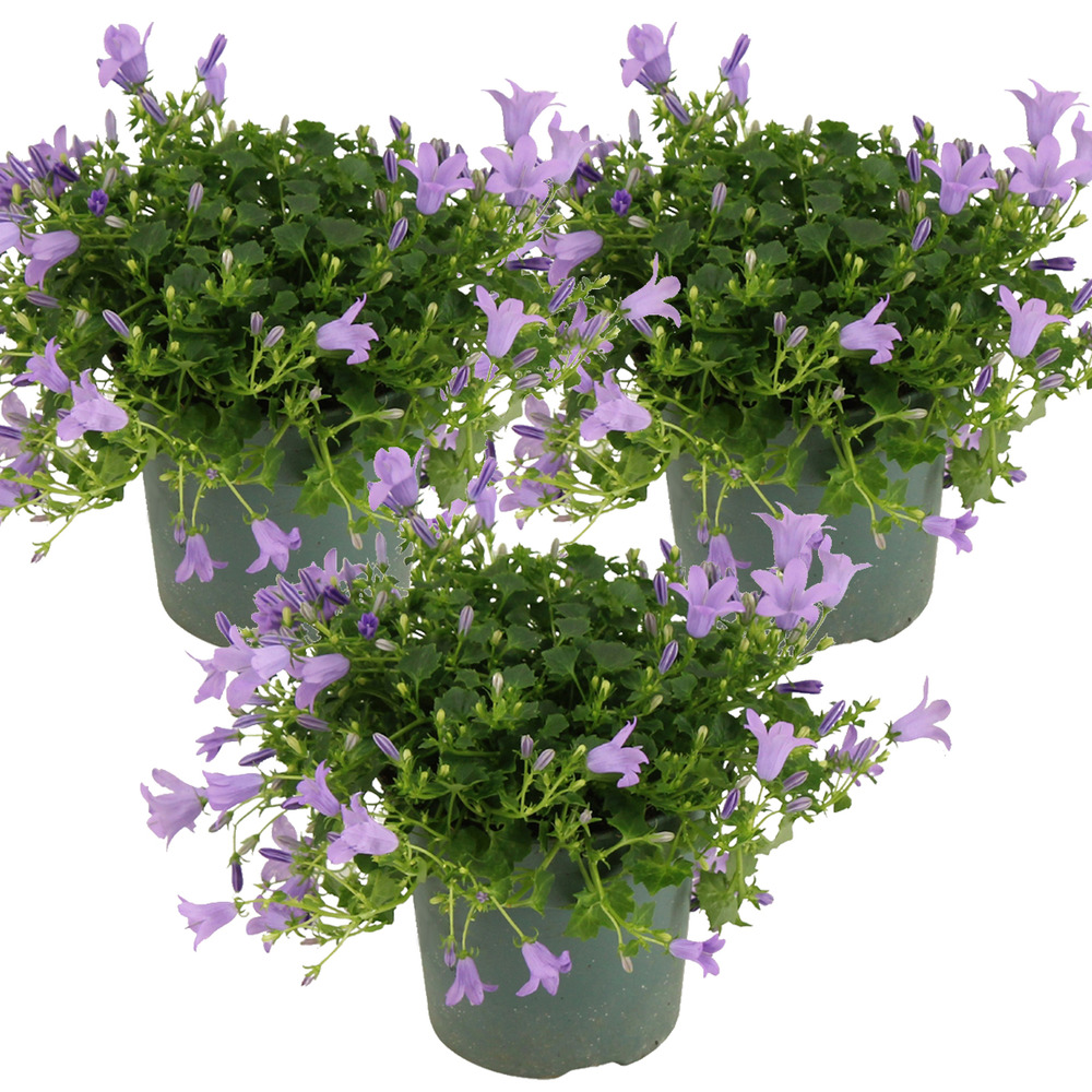 Lot de 3 - campanula ambella lavender - campanule - couvre-sol - 10-20 cm de haut - pot 10,5 cm