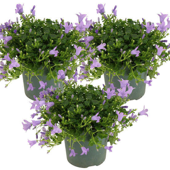 Lot de 3 - campanula ambella lavender - campanule - couvre-sol - 10-20 cm de haut - pot 10,5 cm