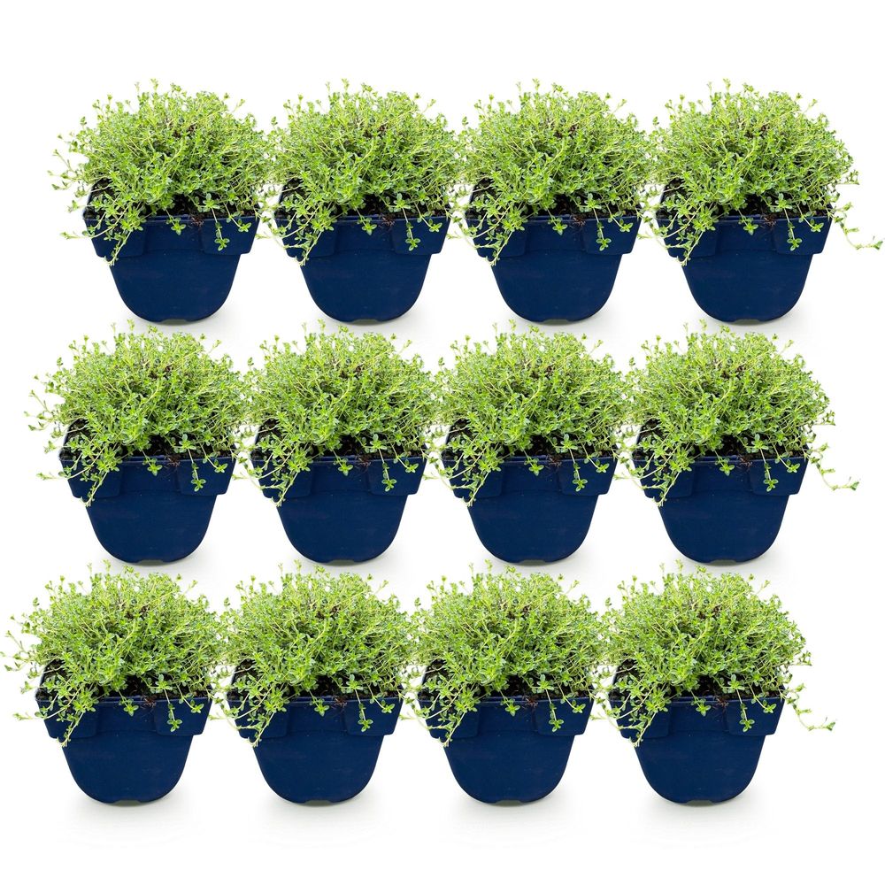 Thym 'albiflorus' - lot de 12 - pot 11 cm - hauteur 25 cm - plante d'extérieur