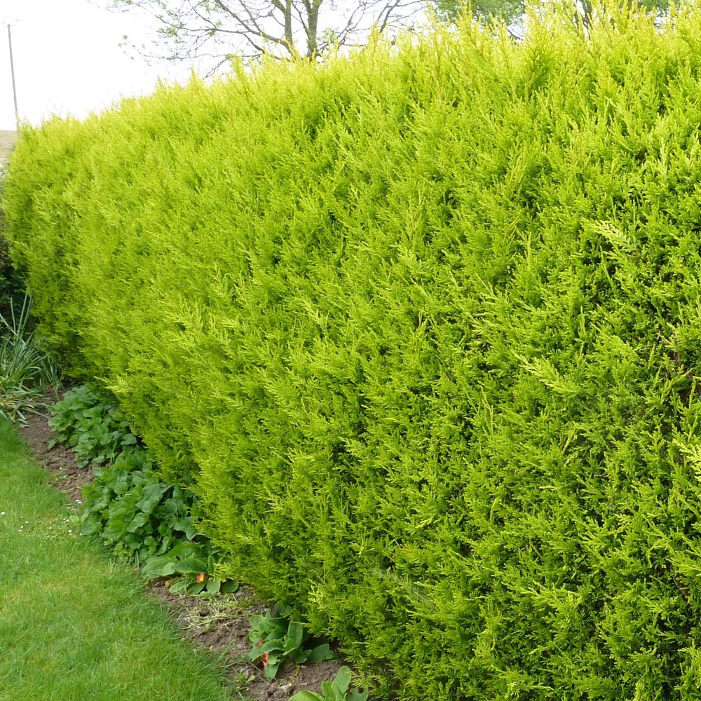 Cyprès de leyland 'castlewellan gold' pot de 3l/4l