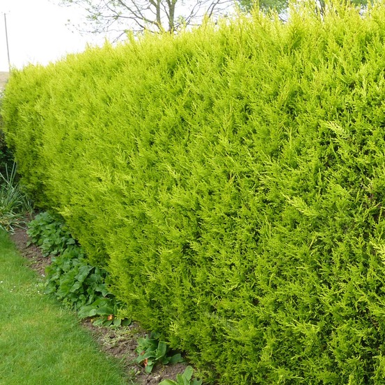 Cyprès de leyland 'castlewellan gold' pot de 3l/4l