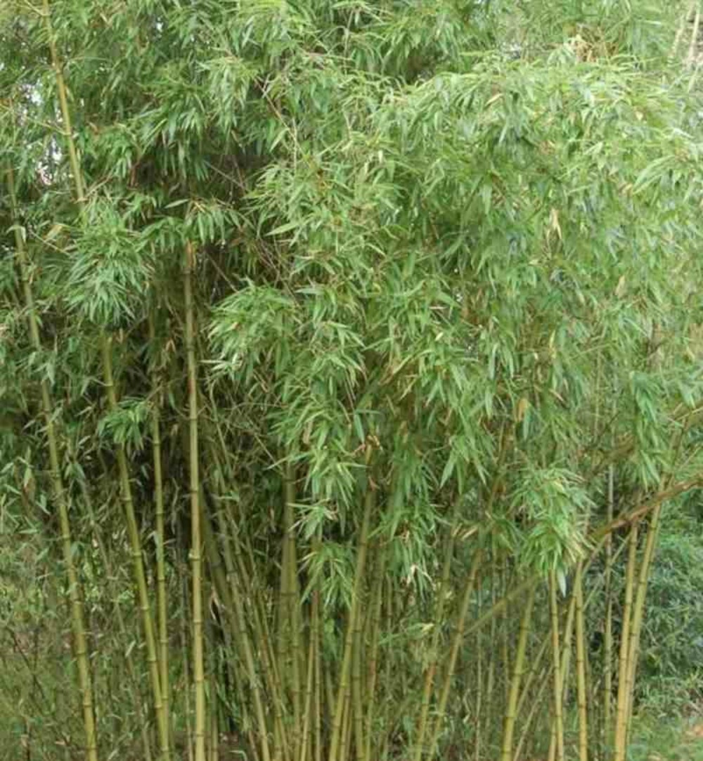 Phyllostachys atrovaginata (bambou à encens) pot de 5 litres - 100/120 cm