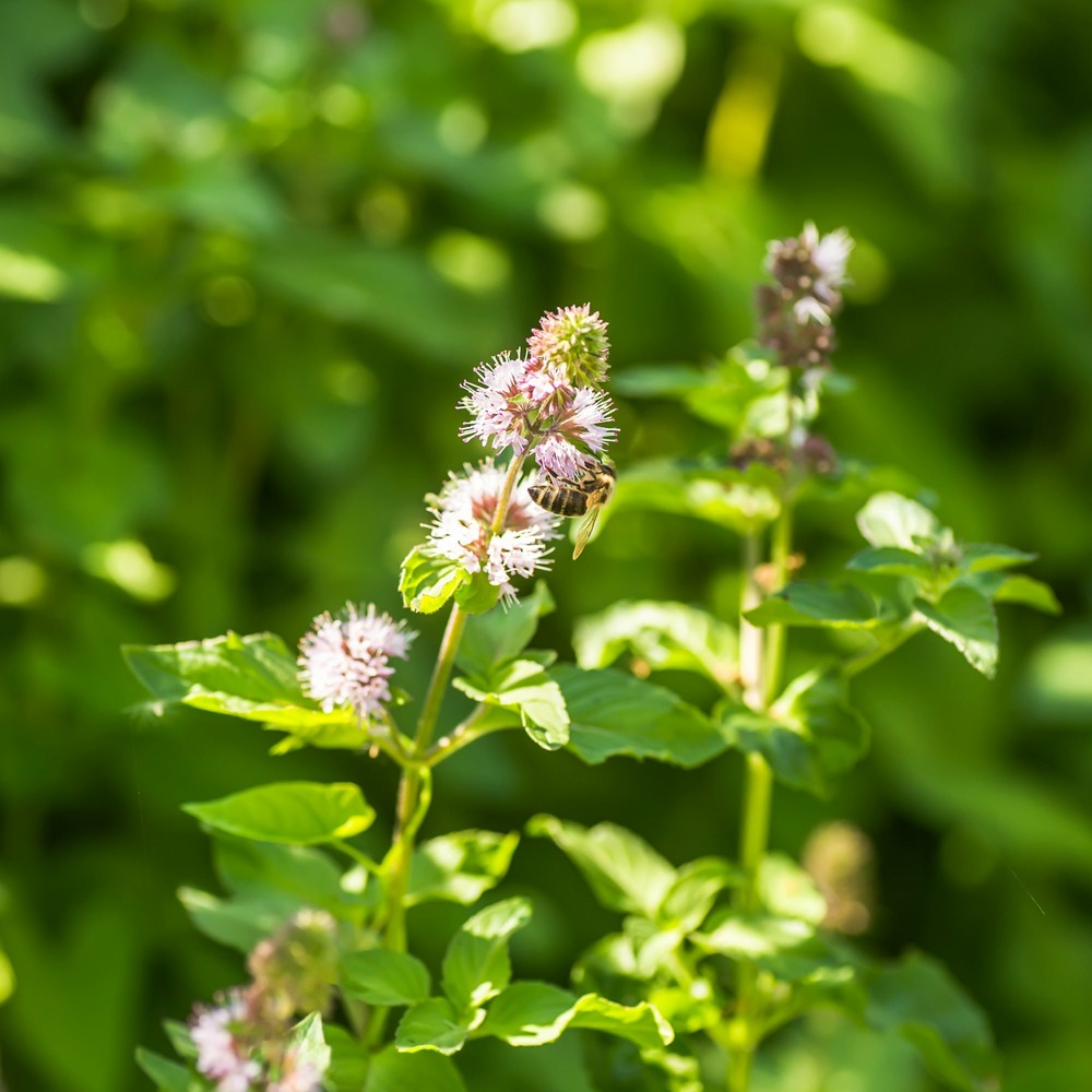 Menthe aquatique - le pot / ø 9cm