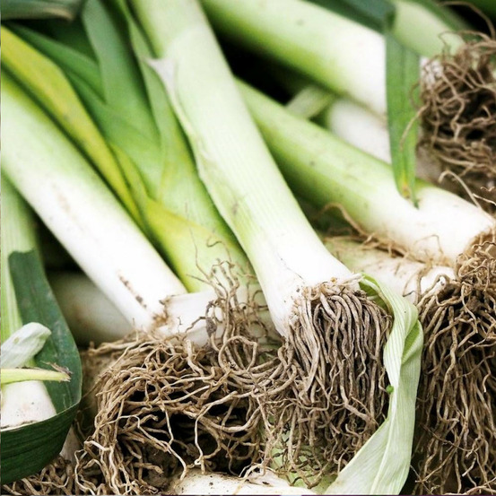 Graines de poireau de carentan 2 - prix malin sachet