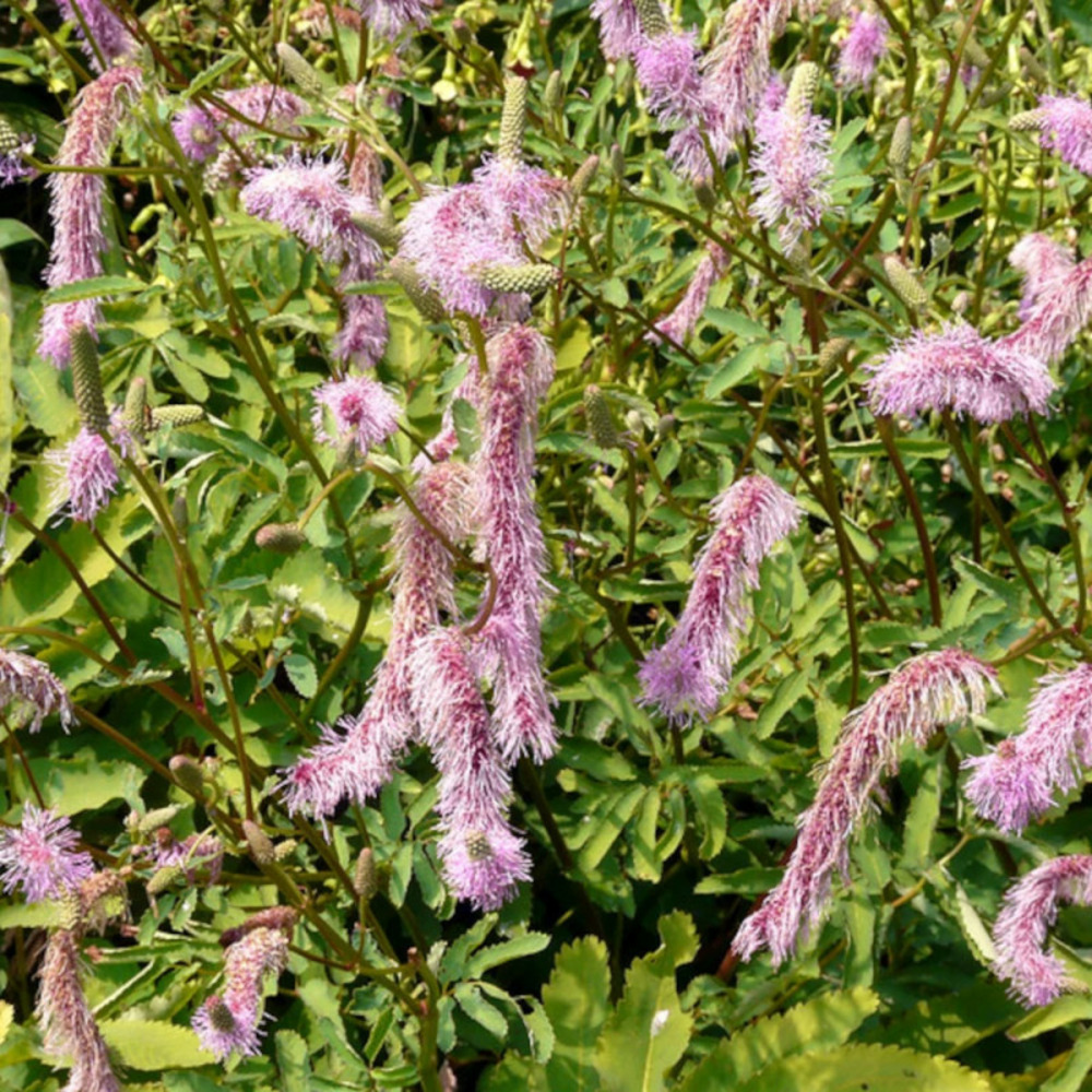 Sanguisorba - pimprenelle pink tanna lot de 5 godets