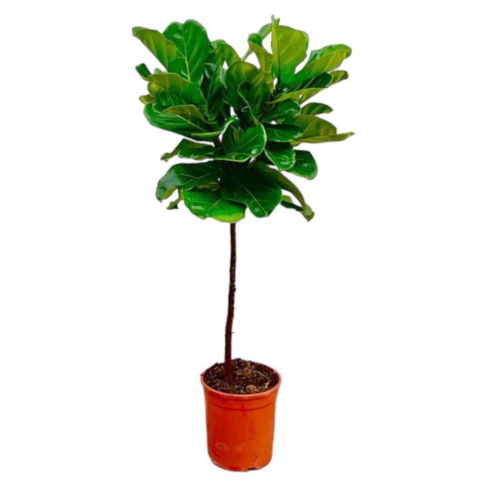 Ficus lyrata sur tige - plantes d'intérieur