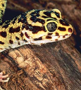 gecko leopard