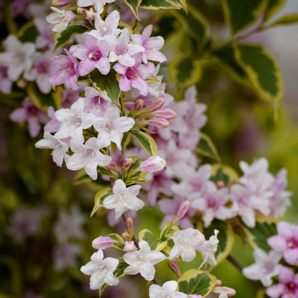 Weigela marjorie - weigela marjorie 40/60 cm pot 3l