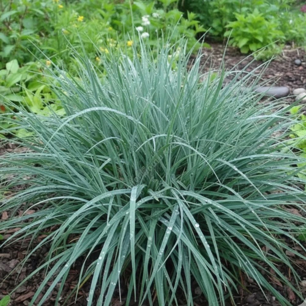 Laîche glauque blue zinger, carex lot de 3 godets
