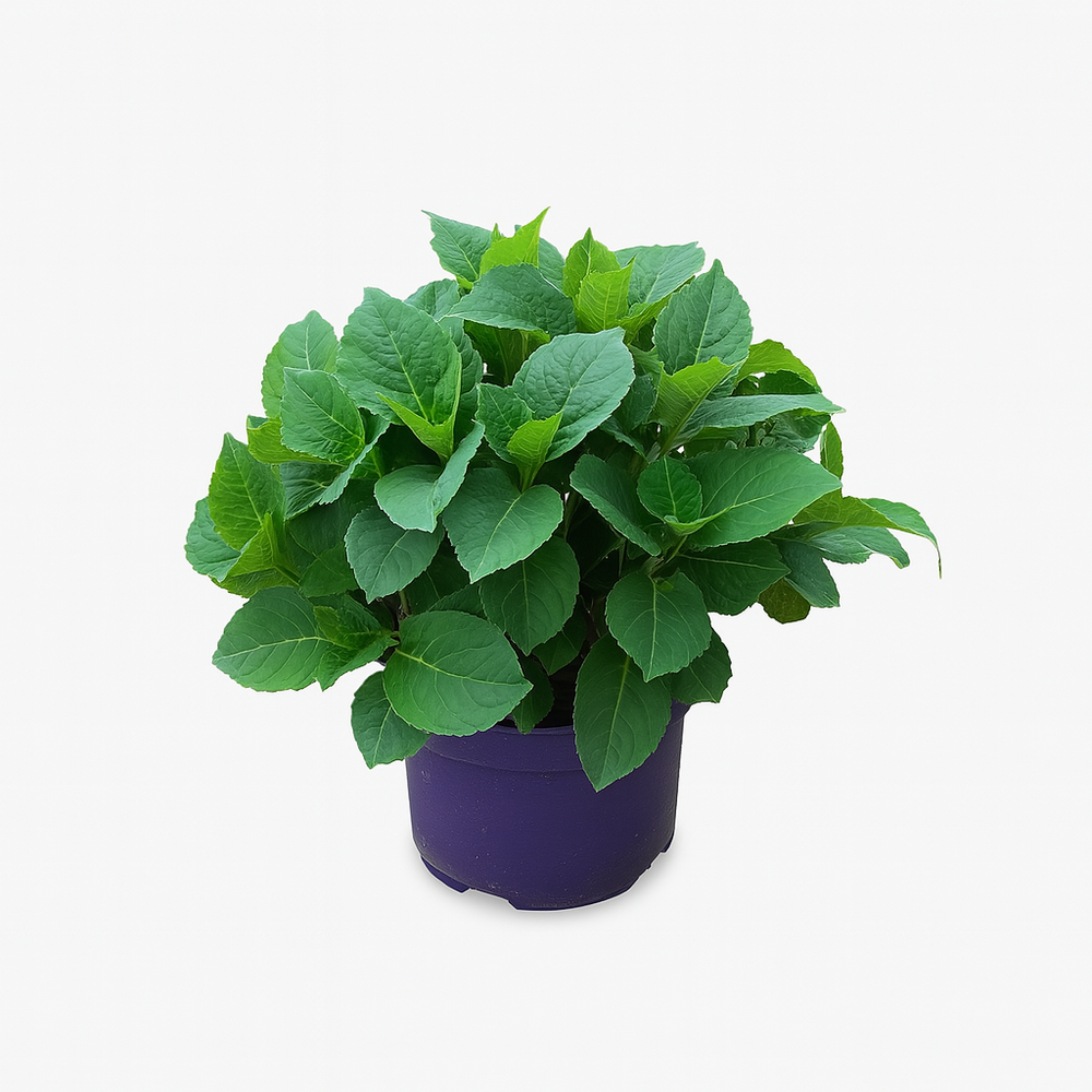 Hydrangea macrophylla forever and ever purple - pot 5 l