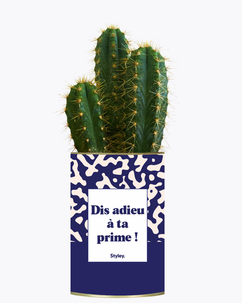 Plante facile à entretenir - dis adieu à ta prime ! - cactus