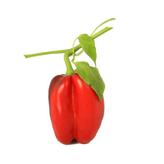 Plant de mini poivron midinor red godet