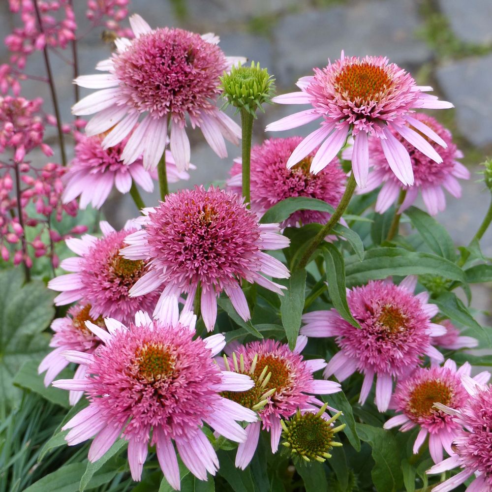Rudbeckia pourpre 'butterfly kisses' godet de 8/9 cm