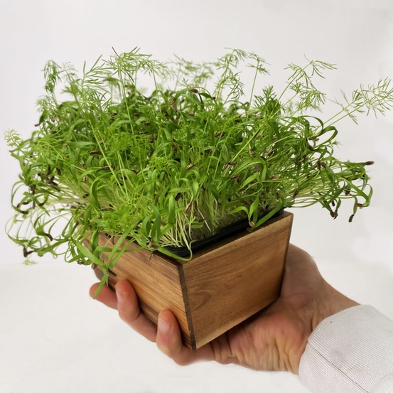 Graines de micro pousses de fenouil