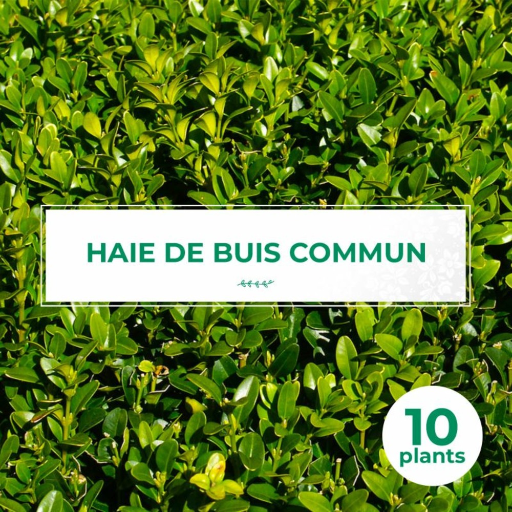 10 buis commun (buxus sempervirens) - haie de buis commun