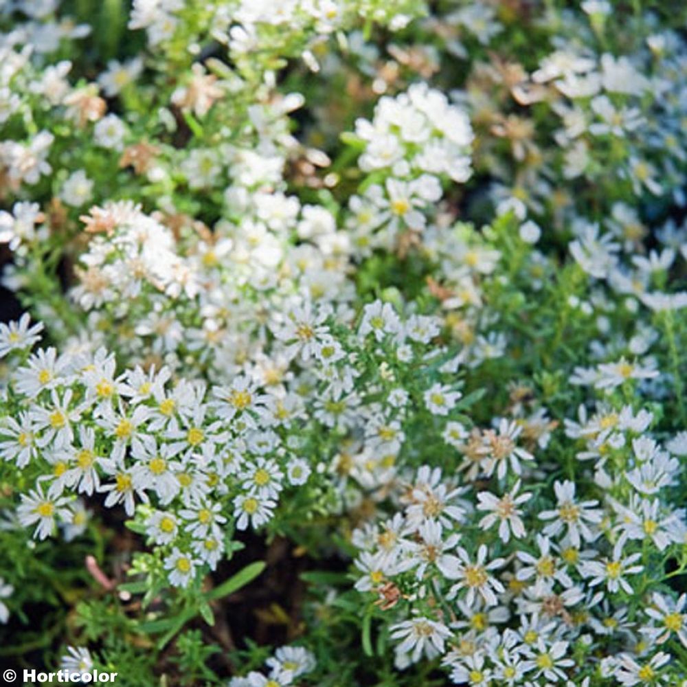 Aster 'snow flurry' pot de 2l/3l