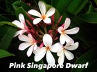 Plumeria rubra "pink singapore dwarf" (frangipanier)   blanc - taille pot de 2 litres ? 20/30 cm