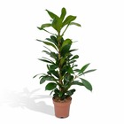 Plante d'intérieur - ficus cyathistipula  h30cm 30cm