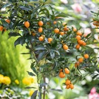 Kumquat, le pot / ø 12cm / hauteur livrée 20-25cm