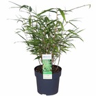 Bambou - fargesia rufa - ↨40cm - ø14 - plante d'extérieur