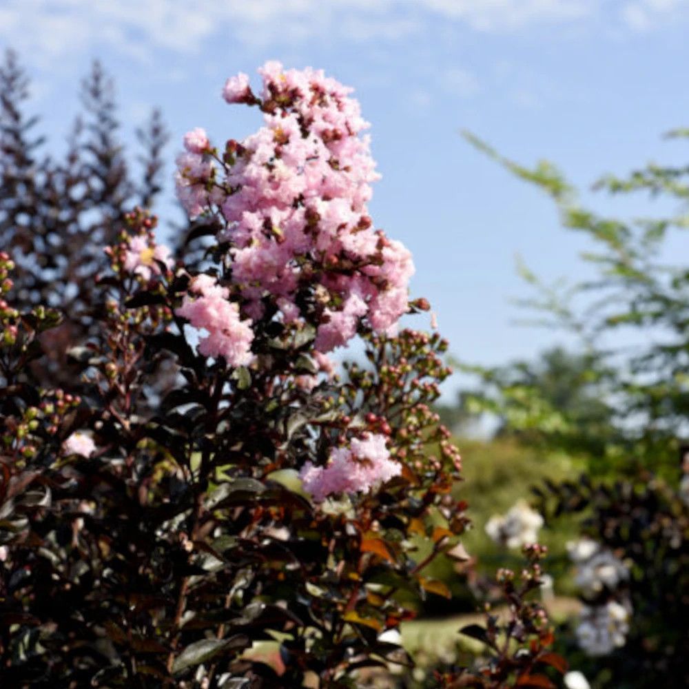 Lilas des indes moonlight magic® 'piilag-iv', lagerstroemia pot de 7,5l - 100/150 cm