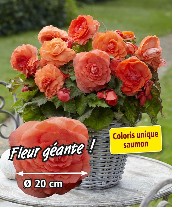 Begonia superba fleurs geantes - 3 bulbes