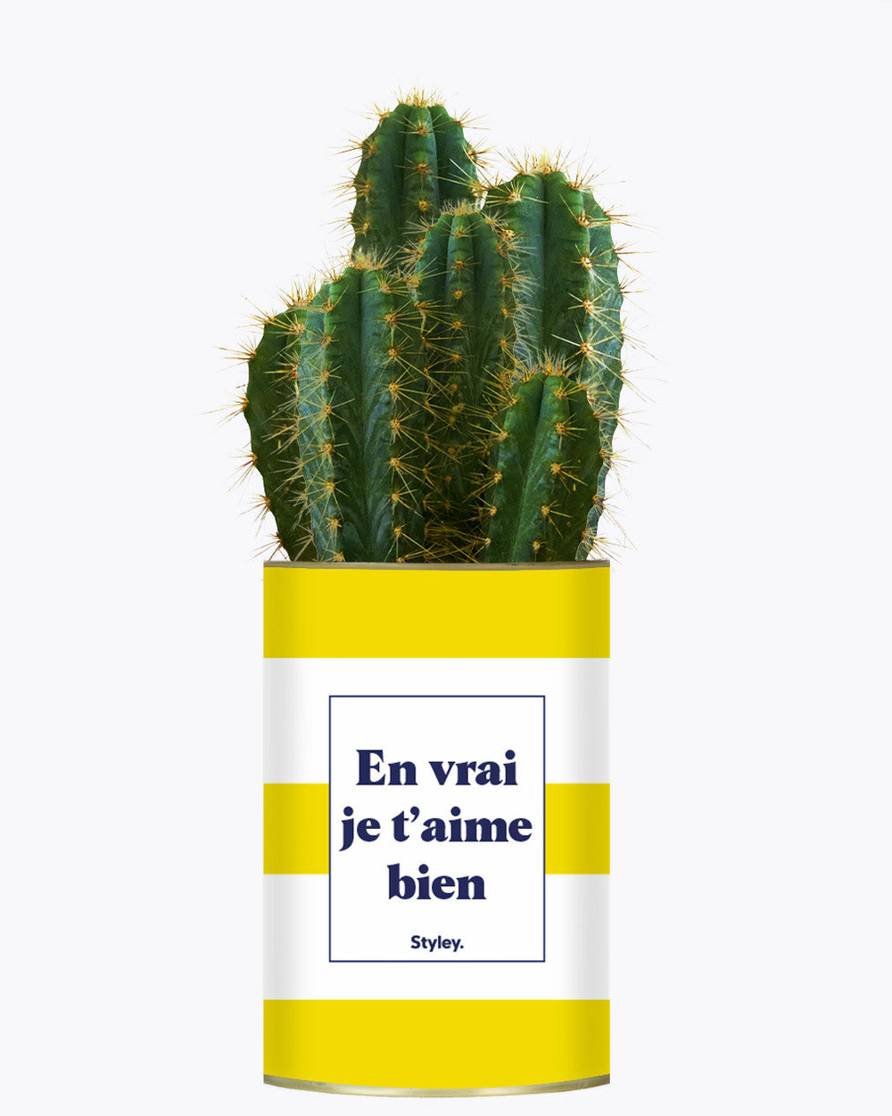 Plante drôle - en vrai je t'aime bien - cactus