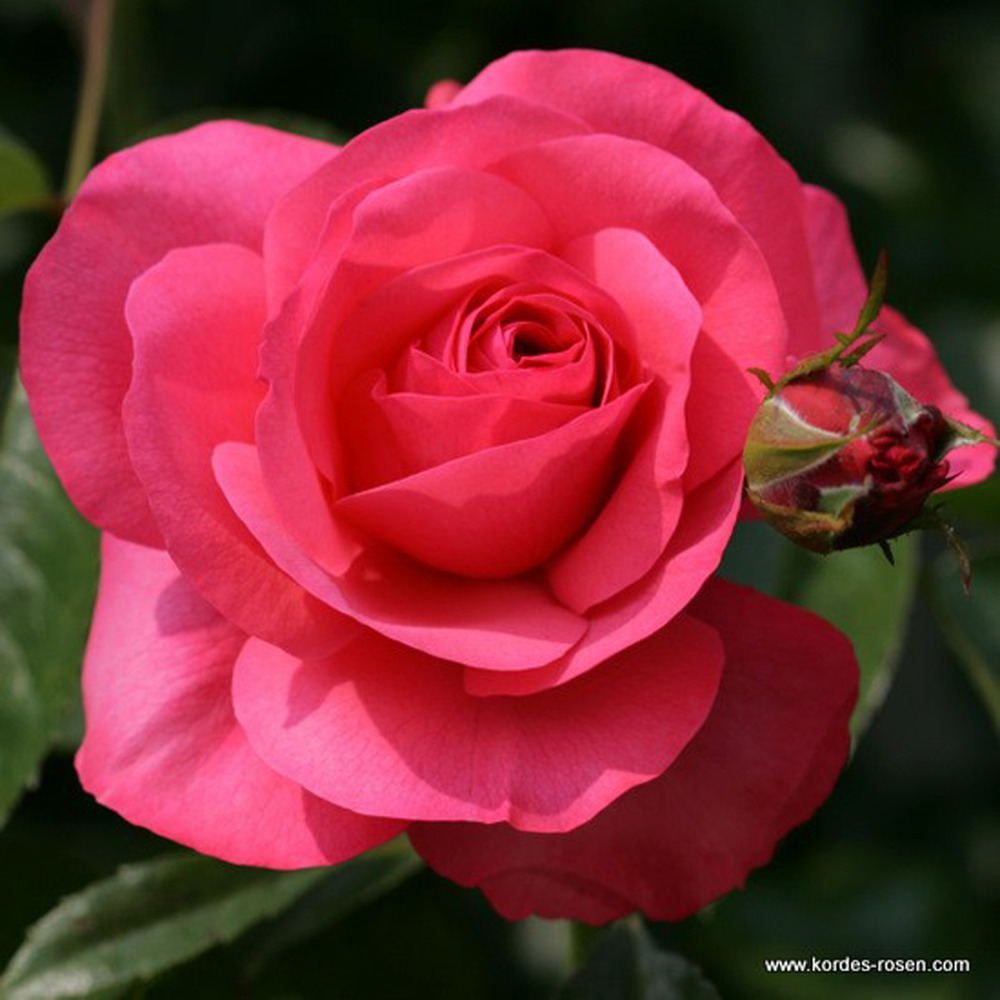 2 x rosier grimpante kordes - rosa 'rosanna'®