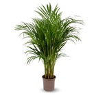 Areca lutescens - palmier d'intérieur - ↕ 100-110 cm - ⌀ 19 cm - purificateur d'air