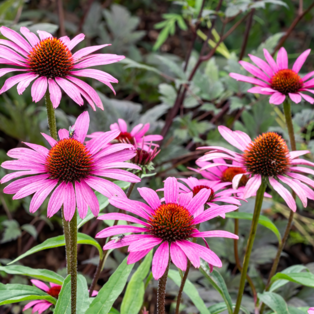 Echinacea purpurea magnus - echinacée - 10 cm godet de 9 cm - rose