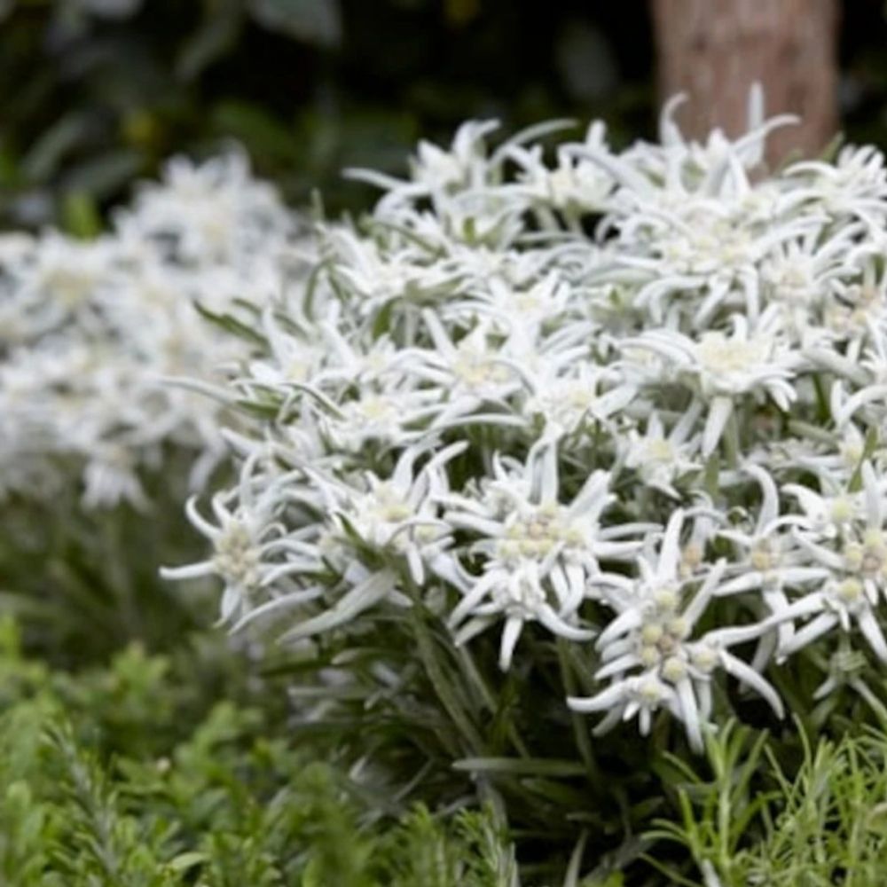 Edelweiss des alpes blossom of snow 'berghman' lot de 9 godets