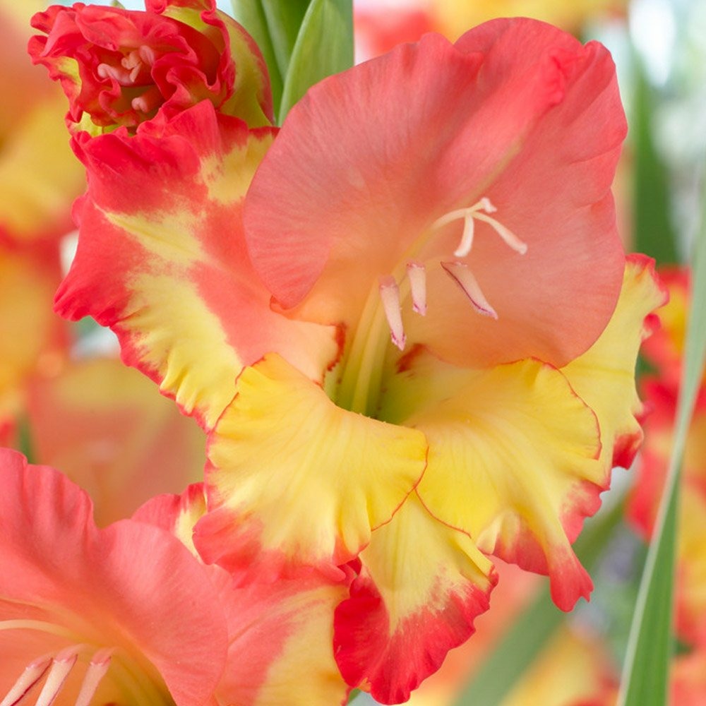 Glaïeul à Grandes Fleurs Glamini Luna Bulbe Calibre 8+ (par 20) - Gamm Vert