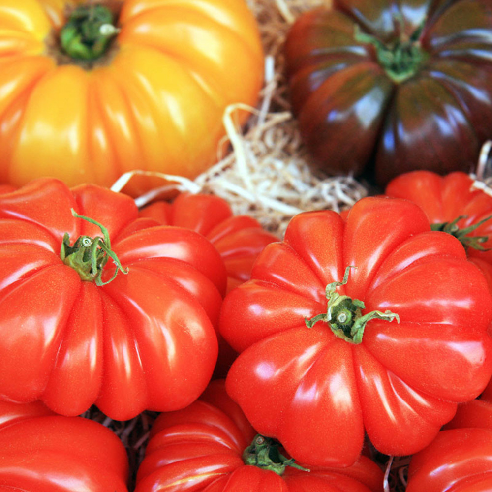 3 plants tomate marmande claudia en pot