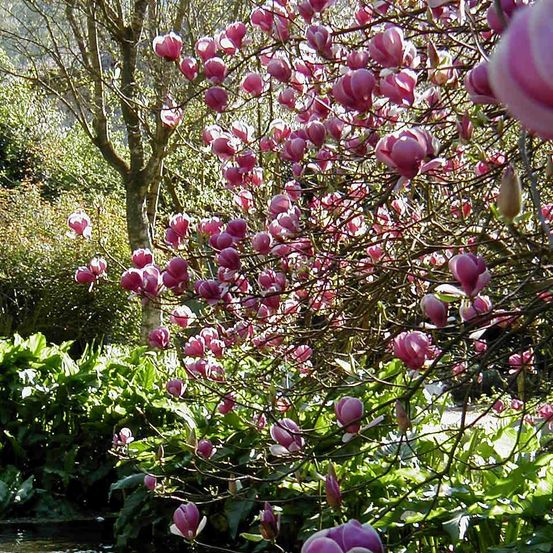 Magnolia x soulangiana 'lennei' pot de 4l/5l