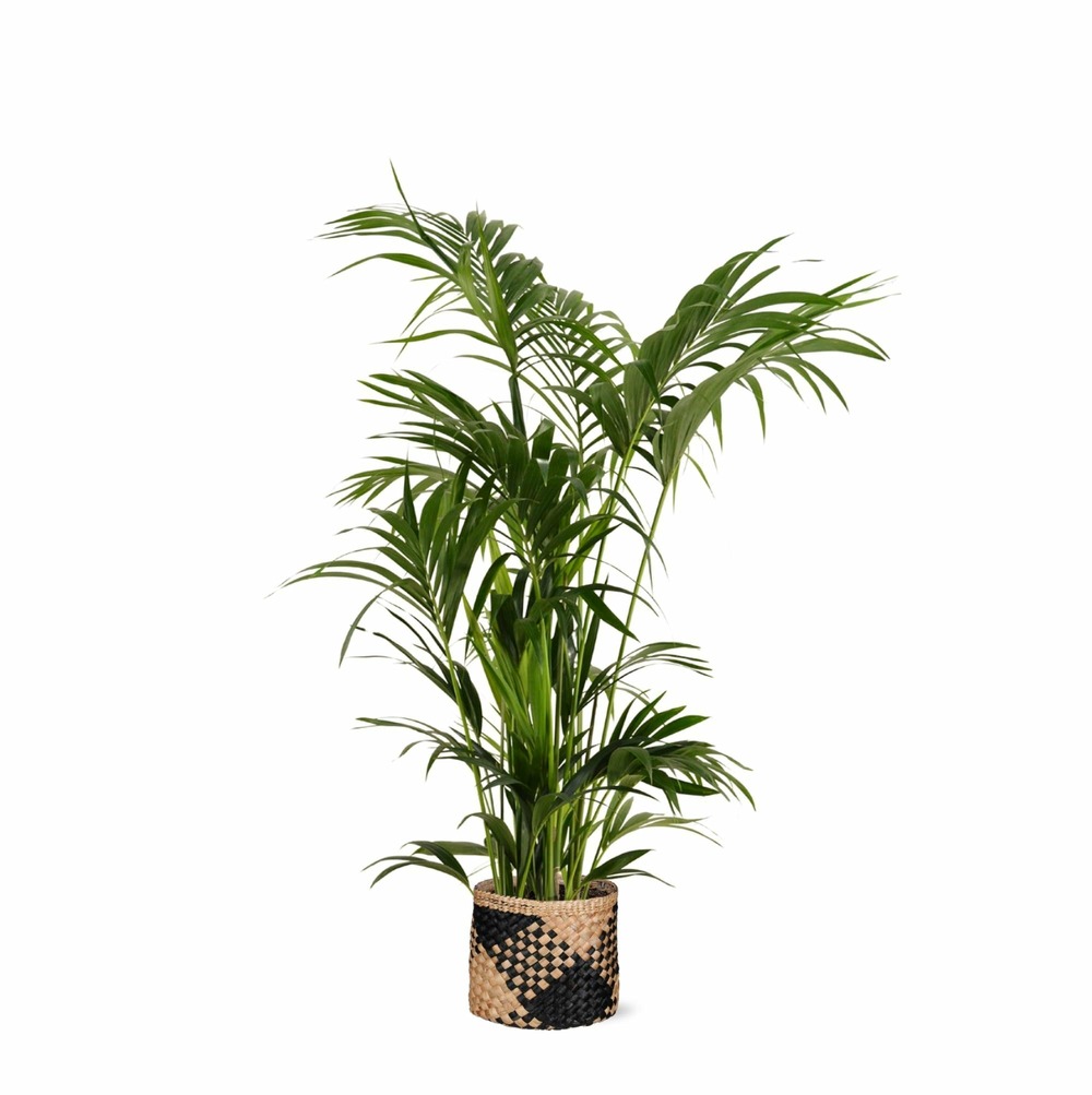 Kentia palm et son pot panier naturel noir - hauteur 160cm