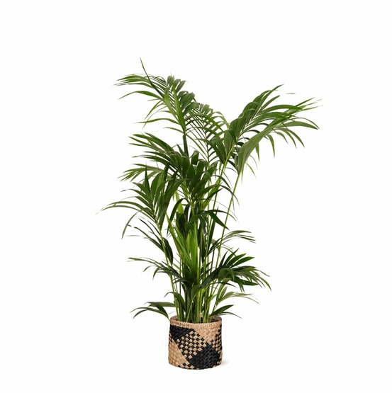 Kentia palm et son pot panier naturel noir - hauteur 160cm