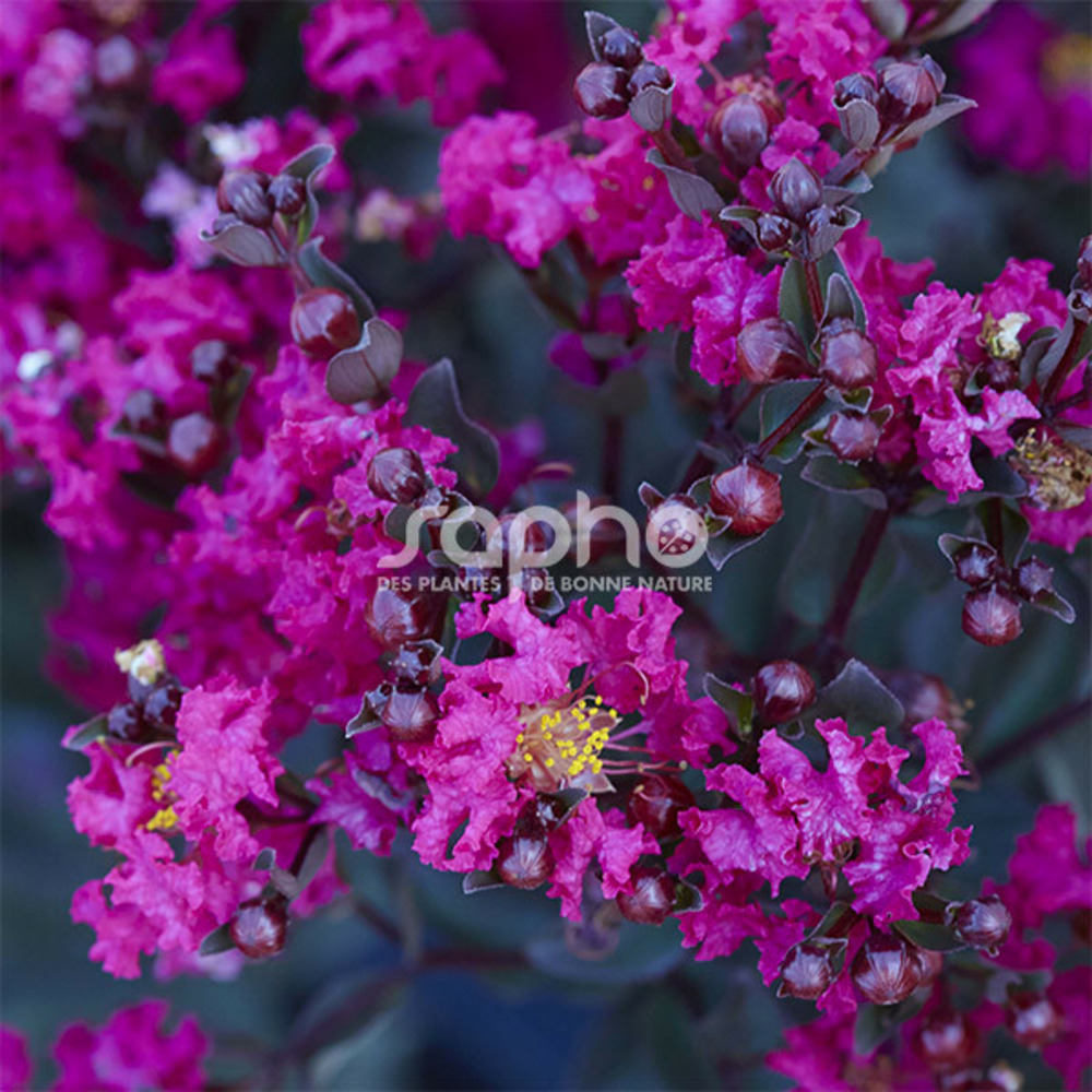 Lilas des indes black diamond® mystic magenta™, lagerstroemia pot de 3l - touffe