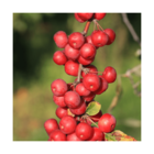 Pommier robusta	'red sentinel'/malus x robusta 'red sentinel'[-]pot de 7,5l - 60/80 cm