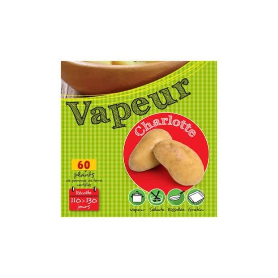 Charlotte 60 plants de pomme de terre