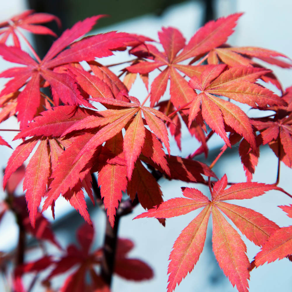 Érable palmé mélange - acer palmatum rouge 40cm