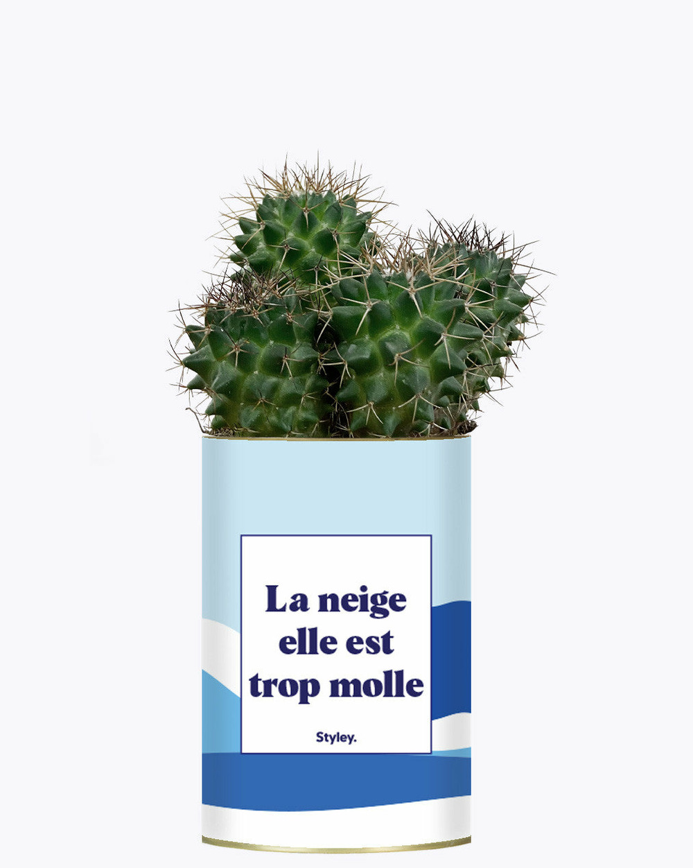 Plante à message - la neige est trop molle - cactus