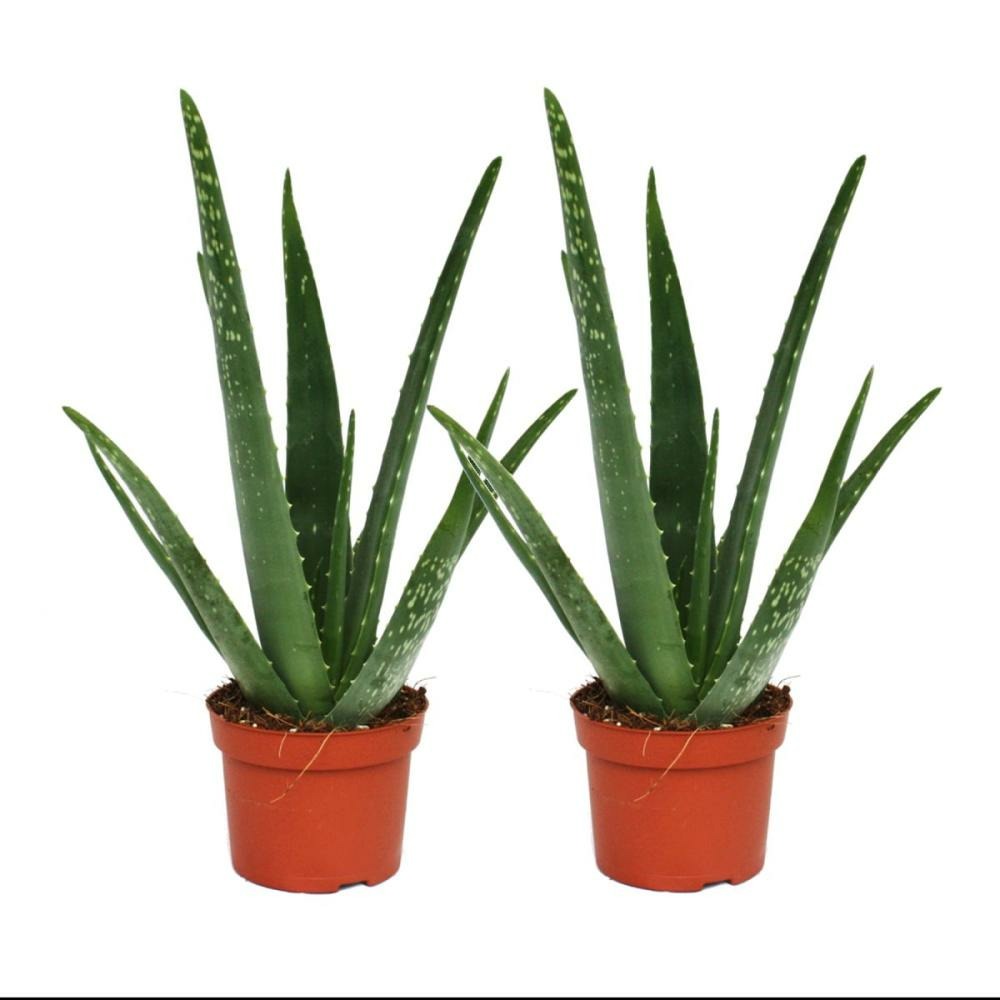 Lot de 2 - aloe vera - ca. 2 ans - 10,5cm pot