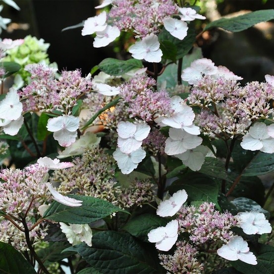 Hortensia 'intermedia' pot de 2l/3l