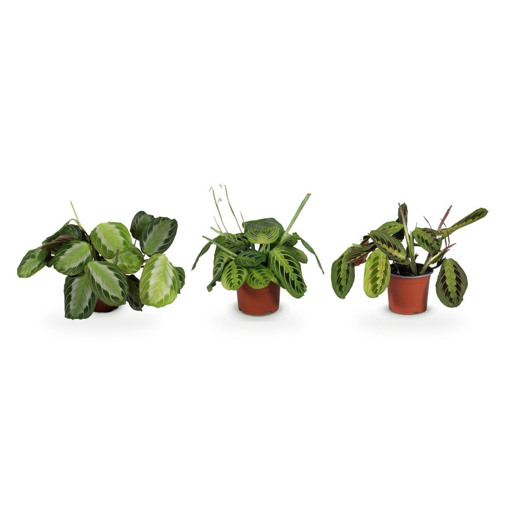 Trio maranta fascinator — tricolour, silverband & lemon lime