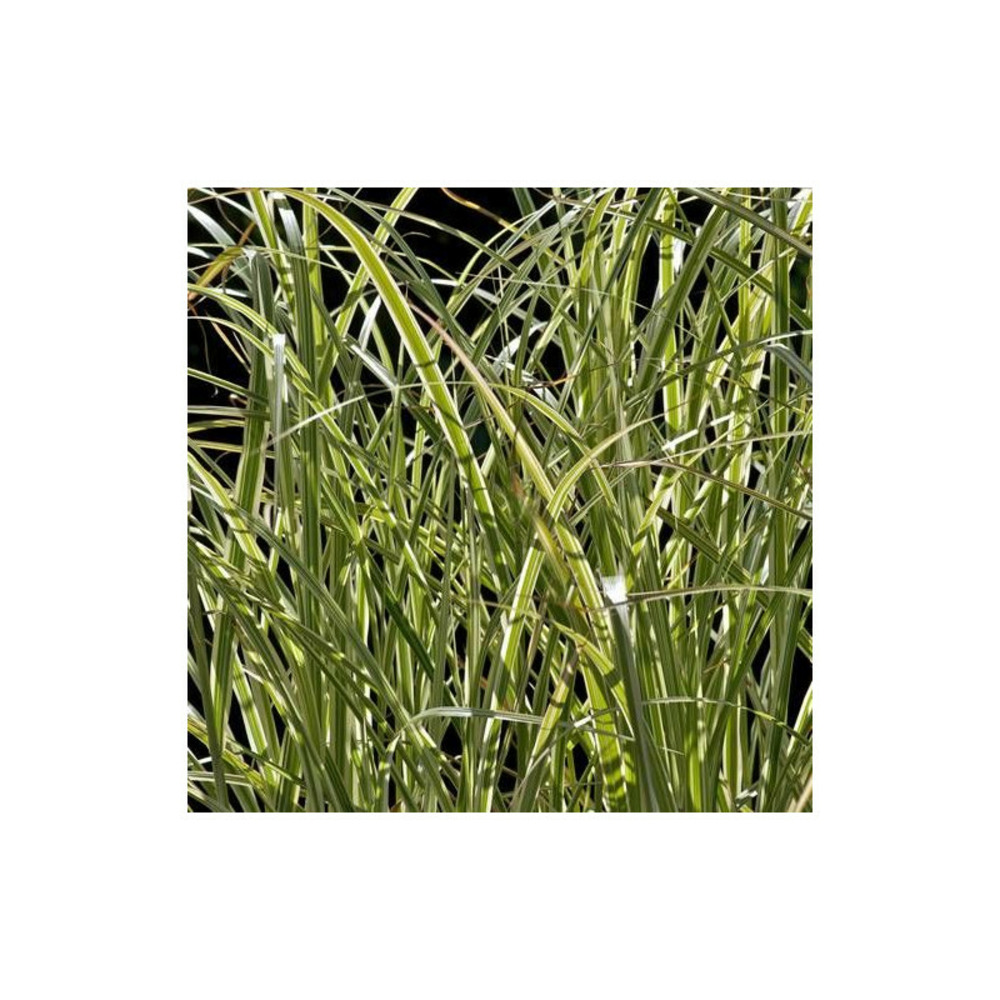 Miscanthus, roseau de chine variegatus lot de 9 godets